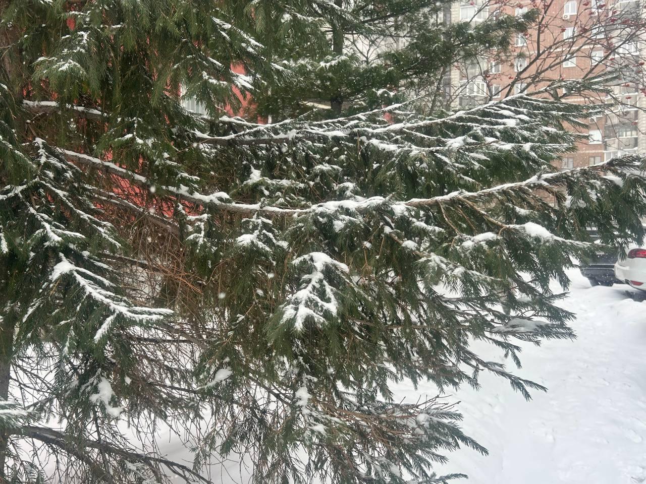 Фото Новосибирск засыпало снегом накануне 40-градусных морозов: 10 кадров аномальной погоды 9